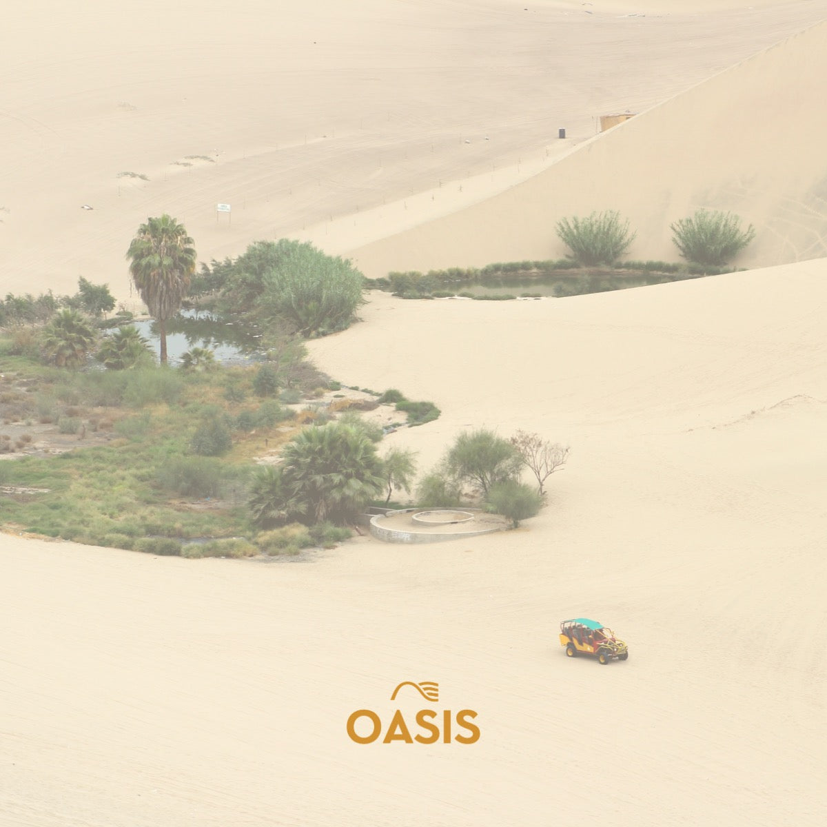 Oasis - Palm Trees